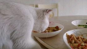 猫咪爆料视频大全,萌宠日常趣事大盘点